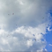Cerna Hora Paragliding Fly